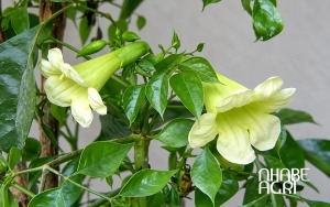 tìm hiểu cây hạnh phúc hợp mệnh gì