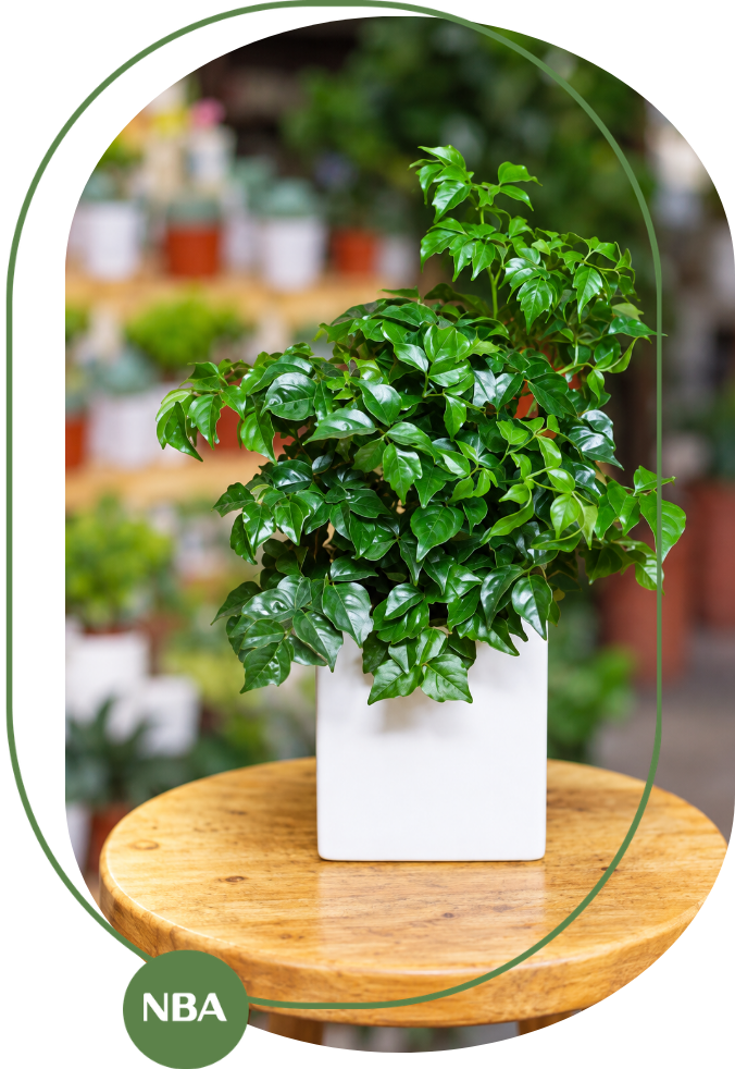 cây hạnh phúc hợp mệnh gì