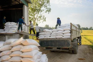 Giá gạo xuất khẩu có tín hiệu hồi phục, Việt Nam trúng thầu tại Hàn Quốc