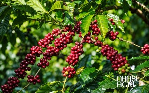 các giống cà phê năng suất cao