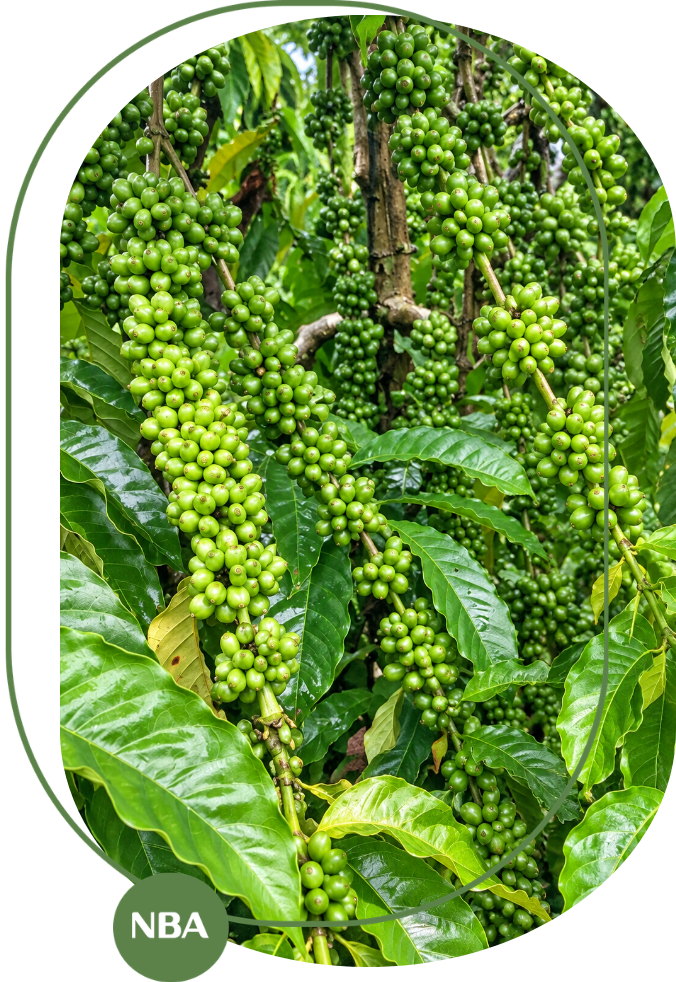 giống cà phê năng suất cao