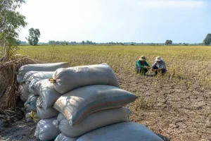 Nhu cầu phân bón có thật sự giảm khi El Niño xuất hiện tại Việt Nam?