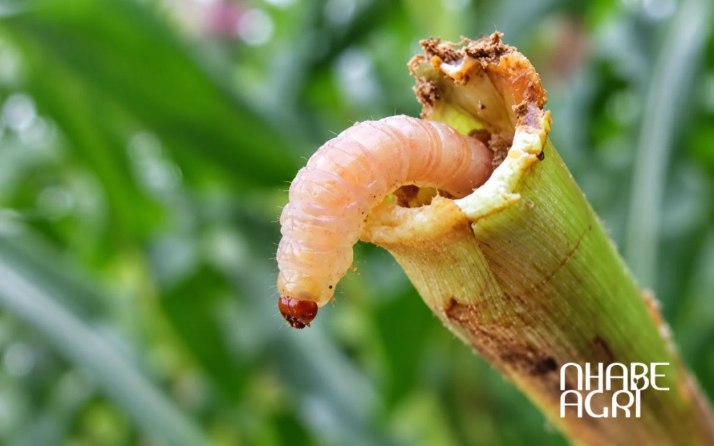 Thuốc trừ sâu đục thân và cách lựa chọn, sử dụng đúng 1 thuốc trừ sâu đục thân
